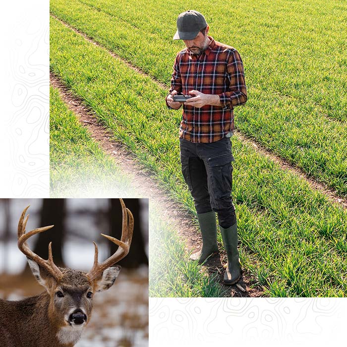 Drone photography operator of Top Gun Protection Services handles a drone remote control in a Wisconsin or Minnesota field to recover a downed whitetail deer.